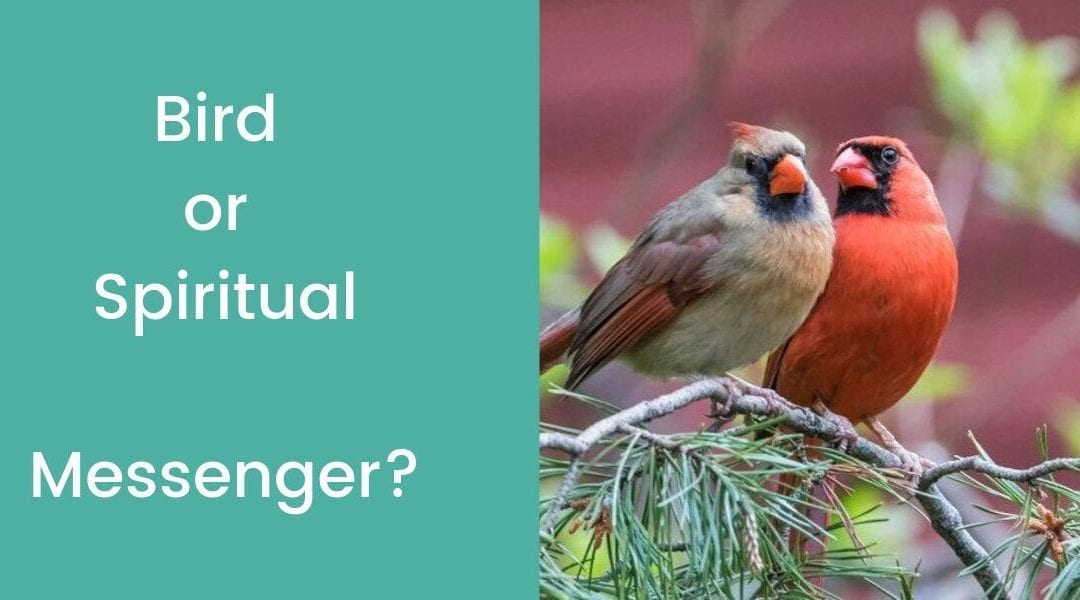Bird or Spiritual Messenger?