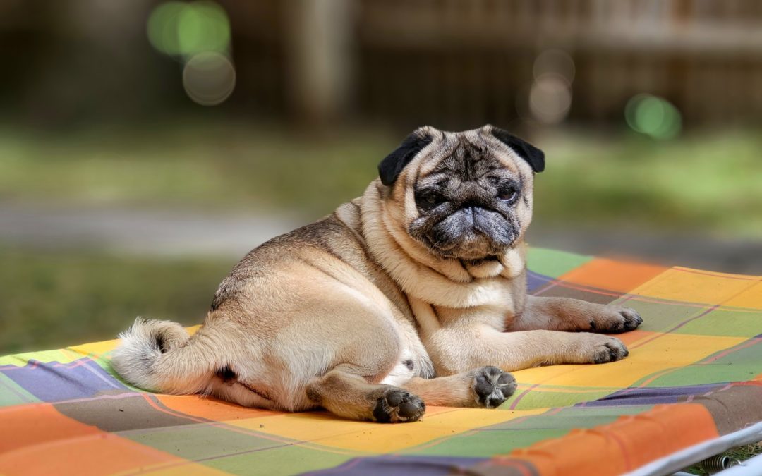 Pug laying on a colorful blanket
