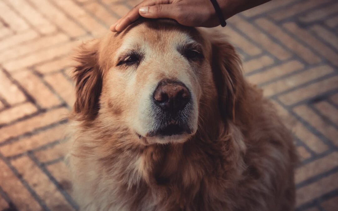 old golden retriever getting head pats