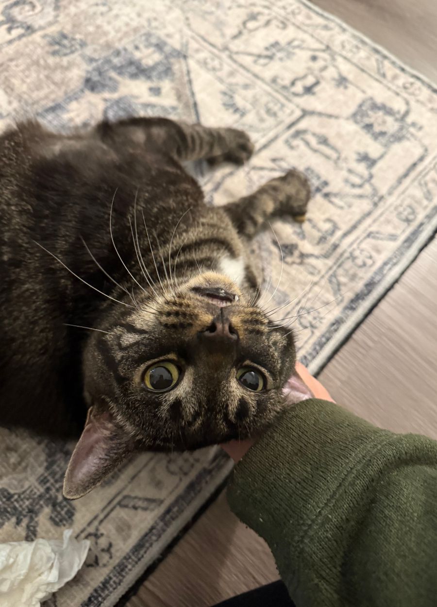 Carlos Cat lying on a carpet