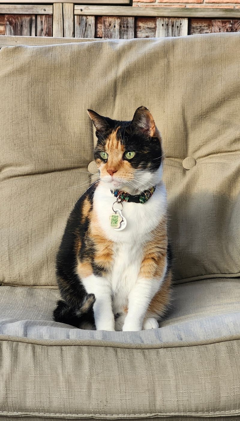 Tulip a cat sitting on a sofa