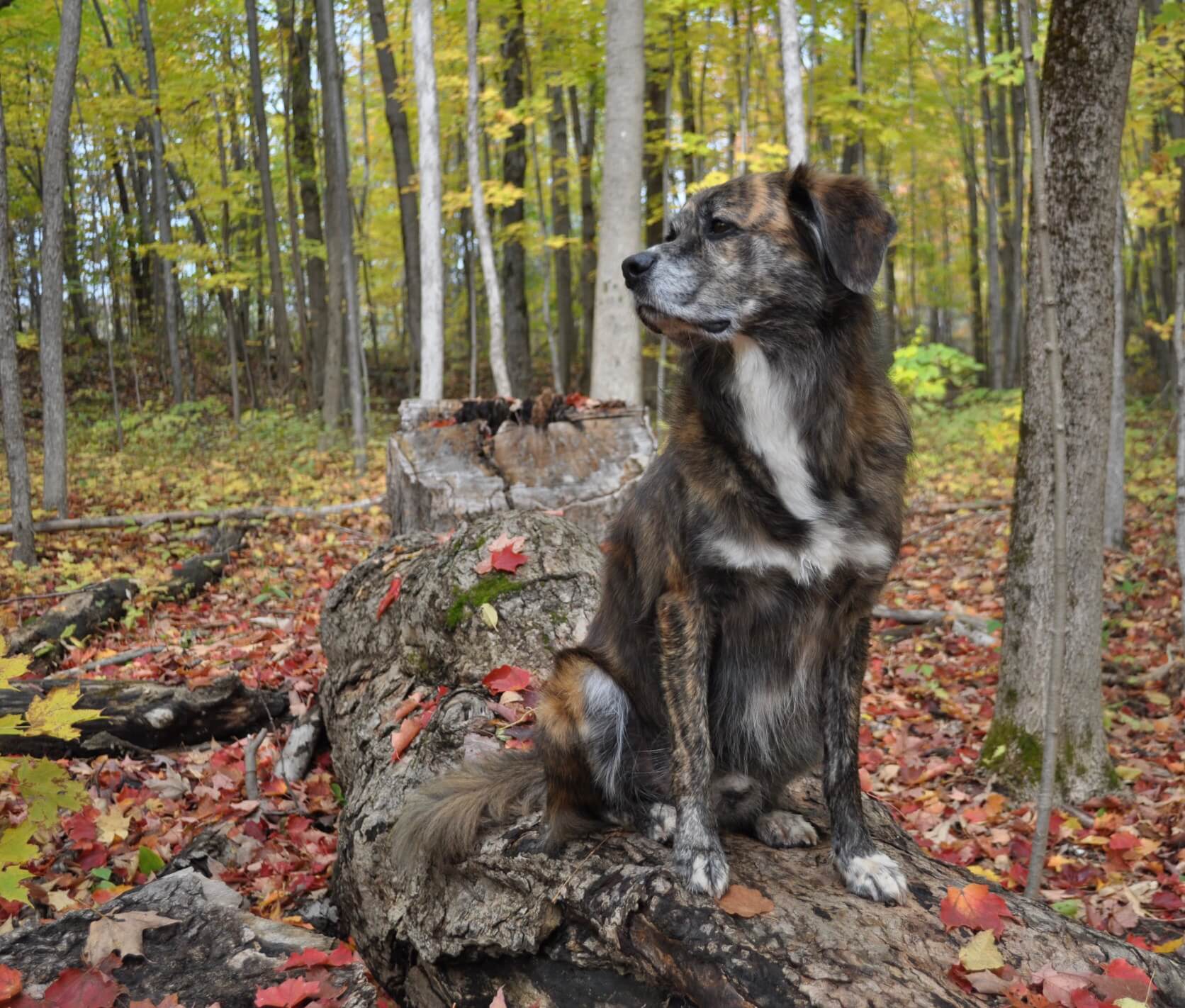Tuk A dog sits on a log surrounded by trees in a serene forest