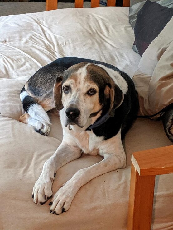 senior dog resting on the bed